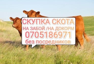 Куплю | Коровы, быки, Лошади, кони | Самовывоз
