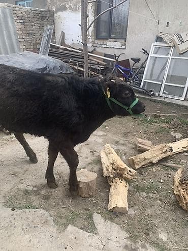 сментал бык: Продаю | Бык (самец) | Полукровка, Швицкая | На откорм | Привязанные — 4