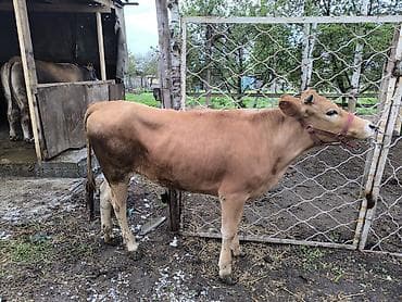 телки коровы: Продаю | Тёлка | На откорм | Отела не было — 4