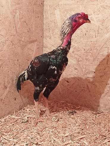 пшеница кормовая: Продаю | Куры — 2