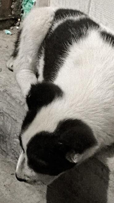 хаски талас: Алабай, 5 месяцев, Самка — 7