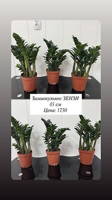 Комнатные растения: Замиокулькас — комнатные растения в горшках. Варианты: - Замиокулькас — 2
