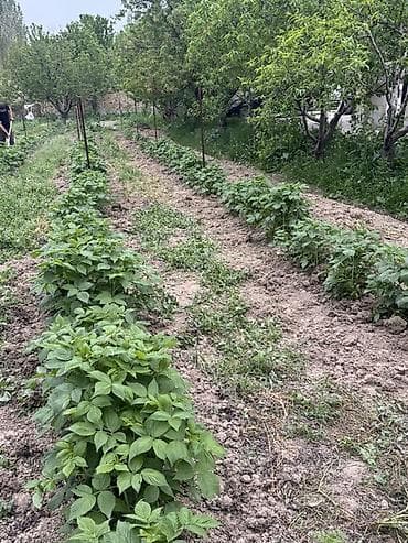 мули: Маравилла, один из популярных ремонтантных сортов малины (дает урожай — 2