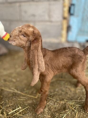 Эчкилер, текелер: Сатам | Улак | Нубий | Көбөйтүү үчүн — 5