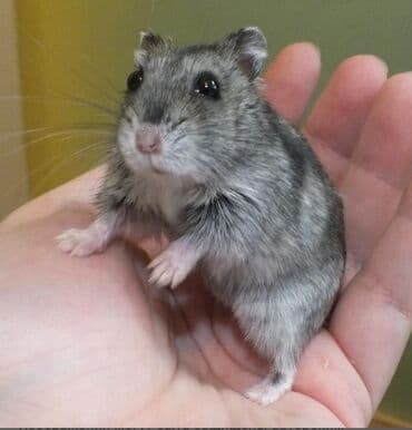 домик для хомяков: Джунгарские хомячки. Так же есть клетки и опилки — 2