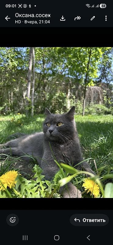 Отдам даром кошку: Кошка даром: Беспородная, 1 месяц, Девочка — 1