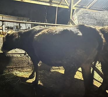 жаны уйлор: Сатам | Уй (ургаачы) | Аргын | Бордоп семиртүү үчүн | Кунажын — 1