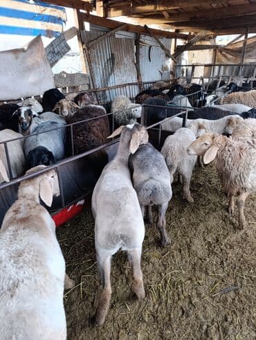 Собаки: Продаю | Овца (самка) | Для разведения | Матка — 8