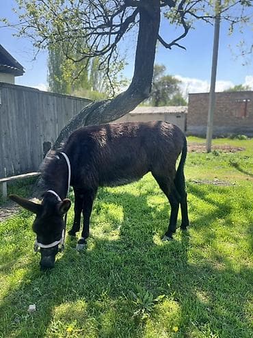 Эшек кулук рост 1,20м жугон менен - Вид: домашний осёл (Equus asinus)