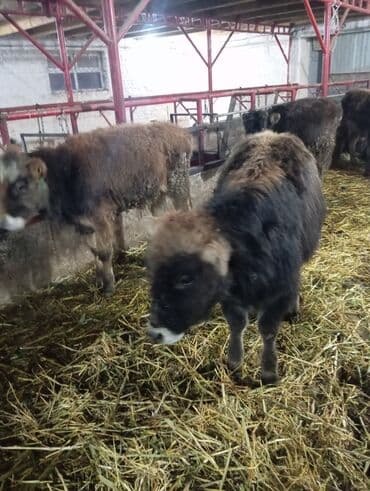 шприц для животных: Продаю | Бык (самец) | Полукровка | На откорм | Племенные — 4