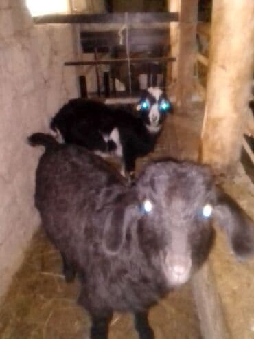 заненская коза: Продаю | Козлёнок | Для разведения — 2