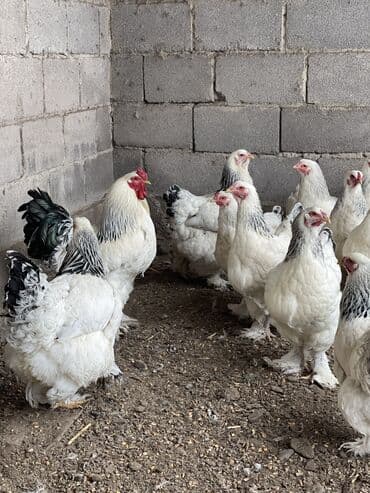 Птицы: Продаются петухи светлой БРАМЫ
Чистые 
4 шт 
3-4 месячные здоровые — 4