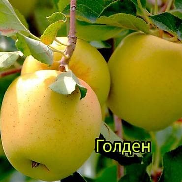 кызыл алма: Саженцы плодовых культур (разные сорта) оптом и в розницу. Успейте — 6