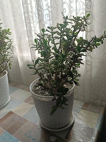 денежные дерево: Толстянка (Crassula ovata, денежное дерево) в декоративном кашпо. - — 2