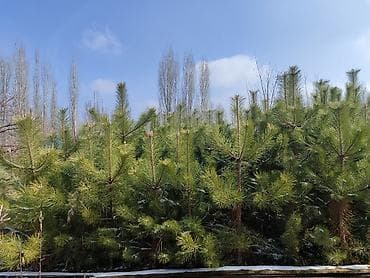 Дом и сад: Продается Сосна крымская – это хвойное дерево, которое часто — 2