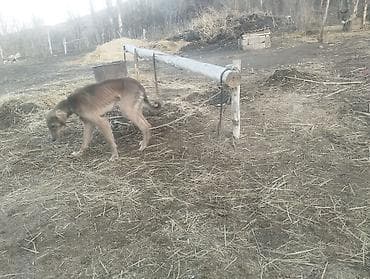 питомник лабрадоров бишкек: Ушул эркек тайган сатылат 1,5жаш келишим баада — 1