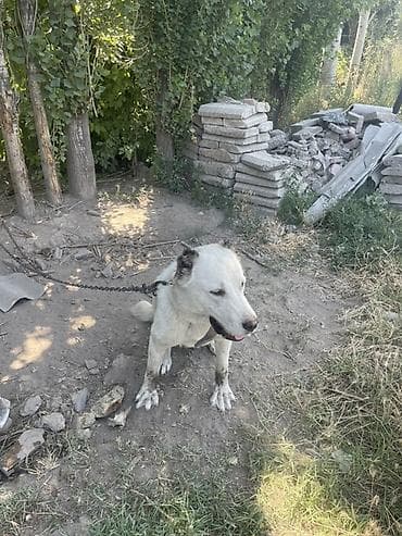 русский терьер: Сучка 1 год на людей агресии нет — 1