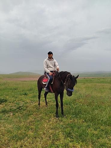 Үй жаныбарлары: Сатам | Бээ (ургаачы) | Англиялык | Ат спорту — 4