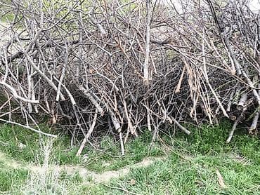 дрова ивановка: Дрова — 1