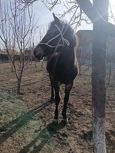 собака хаски цена: Продаю | Кобыла (самка) | Рабочий — 2