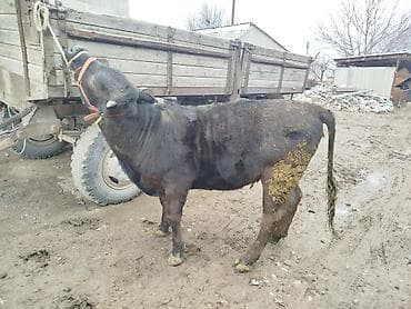 бык абердин ангус: Продаю | Бык (самец) | На откорм | Привязанные — 5