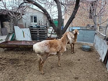 овчарки в дар: Продаю | Овца (самка) | Романовская | Для разведения | Матка — 8