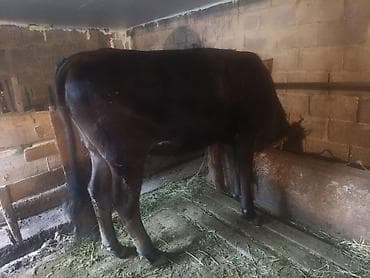 бельгийские телята: Продаю | Корова (самка) | Для молока | Привязанные — 4
