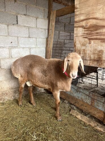 необычные животные: Продаю | Баран (самец) | Арашан | Для разведения | Племенные — 4