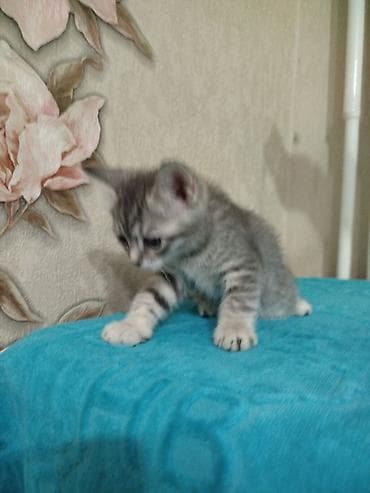 обнимашки: Котята шотландской породы, домашний помёт. Возрост 1.5 месяца. Окрас — 7