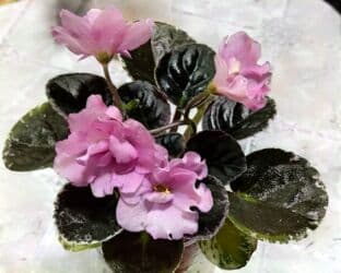 чуйкова исанова: В продаже детки сортовых мини и полумини сортов фиалок 🌺🌿🌺. Нахожусь в — 12