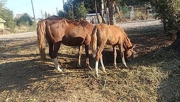 арашан кой цена бишкек: Продаю | Кобыла (самка) | Для разведения — 3