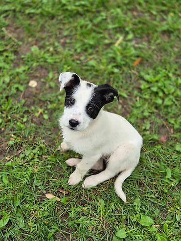 питбуль щенок купить: Собака даром: 2 месяца, Самка — 8