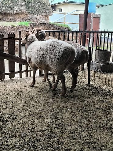 Продаю | Овца (самка) | Арашан | Для разведения | Матка at lalafo.kg Продаю | Овца (самка) | Арашан | Для разведения | Матка