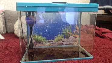кошка домик: ПРОДАЁТСЯ аквариум! РАБОЧИЙ,протечек НЕТ! 70литров. С фильтром! цена — 1
