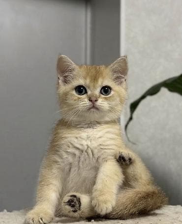 Британский короткошёрстный котёнок, окрас «голден» (тёплый