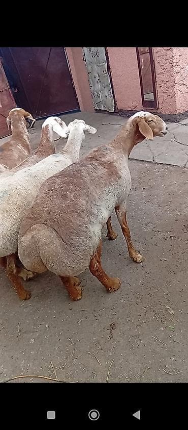 Үй жана бакча: Козье молоко и молочная продукция домашнего хозяйства. - Натуральное — 6