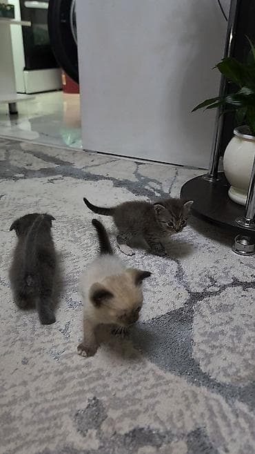Мышыктар: Котята, домашнее выращивание - Возраст на фото: примерно 3–5 недель - — 5