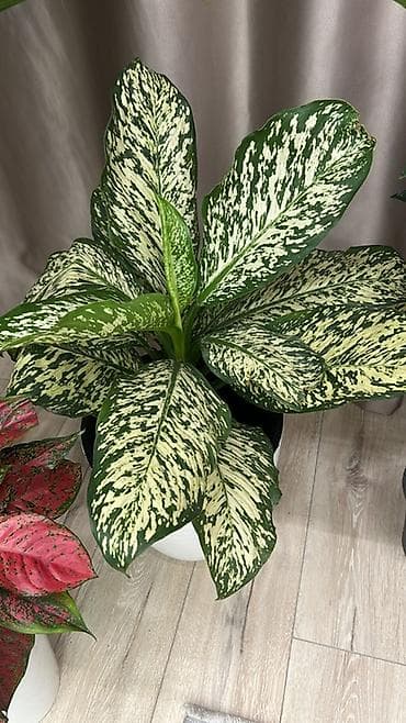 Агаоне́ма (Aglaonema) вариегатная, крупный куст в горшке. -