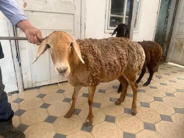 тюк пресс: Продаю | Баран (самец) | Арашан, Гиссарская — 1