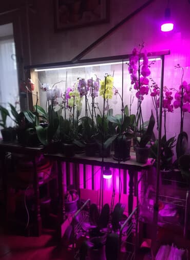 цветы не живые: Орхидея,новое к новому году.Орхидея символ нежности и любви.! Дарите — 2