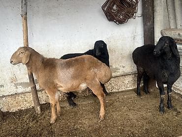 С/х животные и товары: Продаю | Ягненок | Романовская | Для разведения — 4