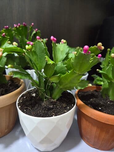 стеллаж для фруктов: Комнатное растение в кашпо - Вид: декоративный куст с одеревеневшим — 13