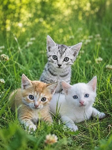 кошка породы мейн кун: Очаровательные котята ищут хозяина - Описание: Три игривых котёнка — 1
