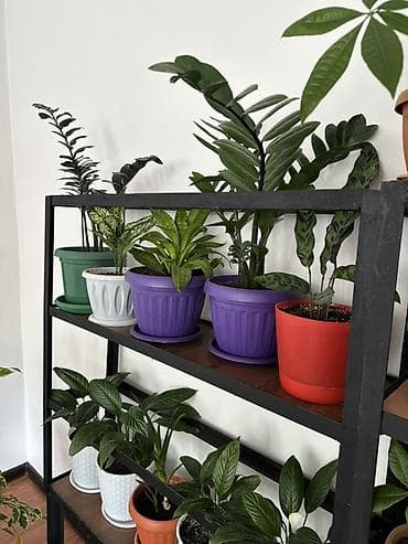 домашние растения: Комнатные растения в горшках — коллекция для дома и офиса. В — 6