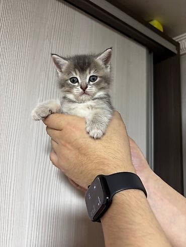 Вязка кошек: 🐾 Продаются очаровательные котята 🐾 Возраст — 1 месяц Малыши от — 3