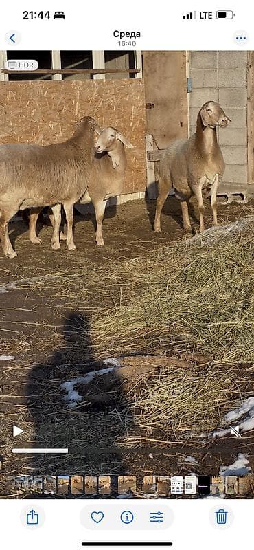 шпиц девочка: Продаю | Овца (самка) | Арашан | Для разведения | Матка — 2