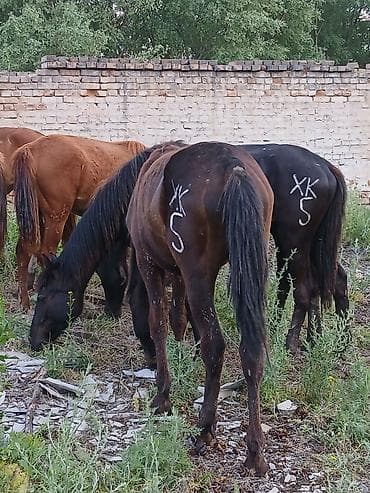 А/ч жаныбарларын сатам: Сатам | Бээ (ургаачы) | Көбөйтүү үчүн | Мерин — 6