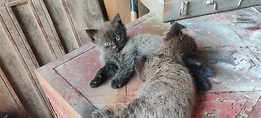 Котята бесплатно, только научились кушать самостоятельно
