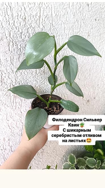 филодендроны: Продаю свои Комнатные растения 🪴 🌺 1) Филодендрон Silver Queen — 1