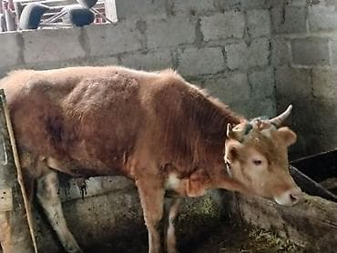 сухое молоко для животных: Продаю | Бык (самец) | Для разведения | Привязанные — 2